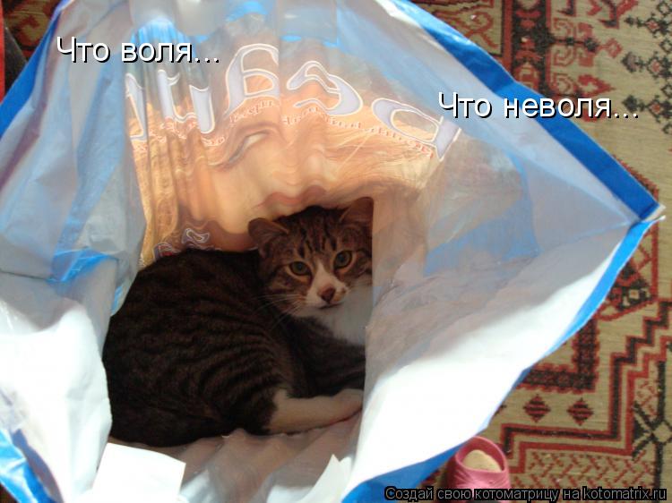 Что воля... Что неволя...... Котоматрица: Что воля... Что неволя...