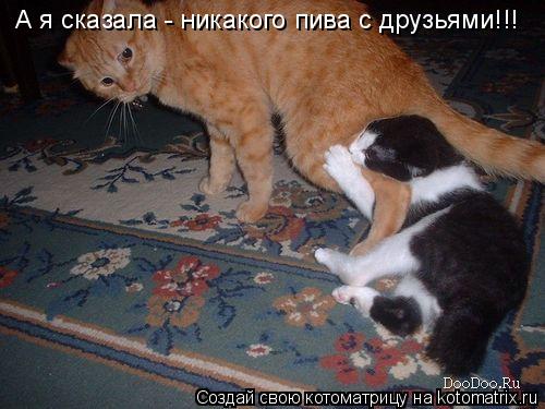 Котоматрица: А я сказала - никакого пива с друзьями!!!