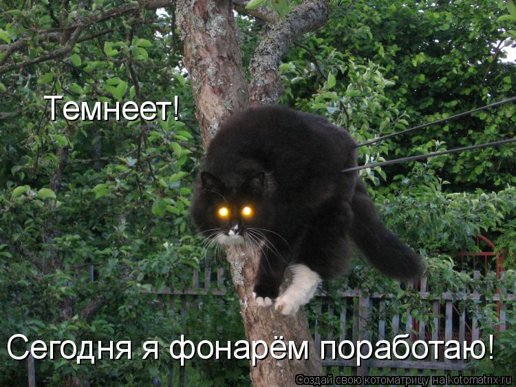 Темнеет! Сегодня я фонарём поработаю!... Котоматрица: Темнеет! Сегодня я фонарём поработаю!