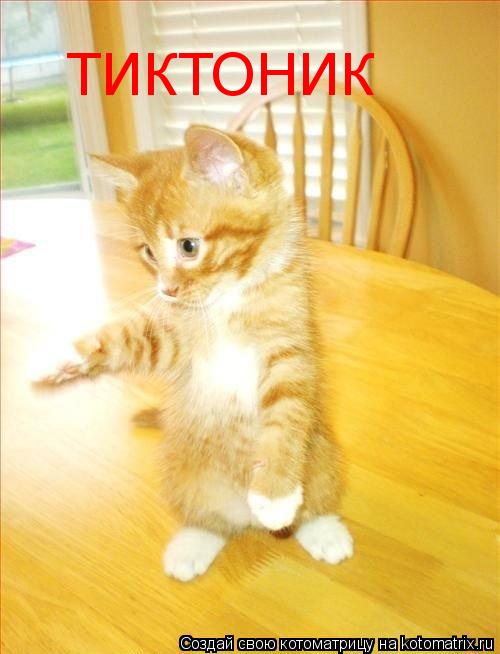 ТИКТОНИК... Котоматрица: ТИКТОНИК