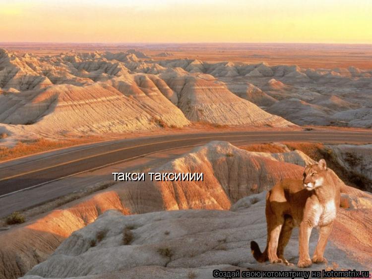 такси таксииии... Котоматрица: такси таксииии