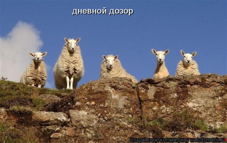 Котоматрица: дневной дозор