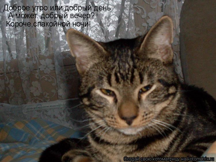 Доброе утро или добрый день А может. добрый вечер? Короче,спакойной ночи!... Котоматрица: Доброе утро или добрый день А может. добрый вечер? Короче,спакойной ночи!