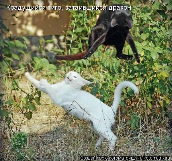 Котоматрица: Крадущийся тигр, затаившийся дракон