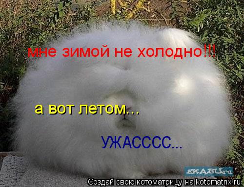 мне зимой не холодно!!! а вот летом... УЖАСССС...... Котоматрица: мне зимой не холодно!!! а вот летом... УЖАСССС...