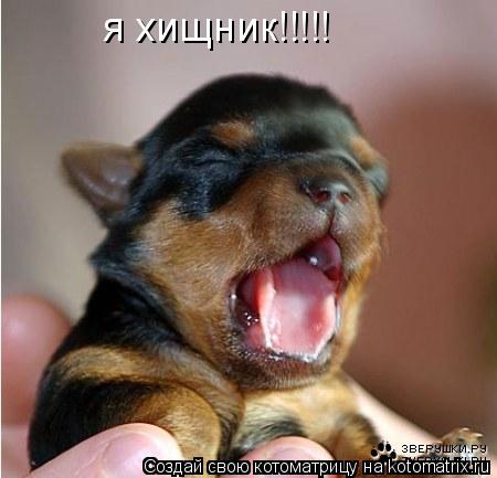Котоматрица: я хищник!!!!!