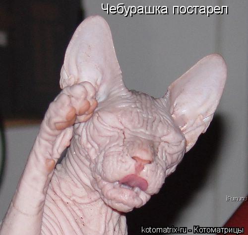 Котоматрица: Чебурашка постарел