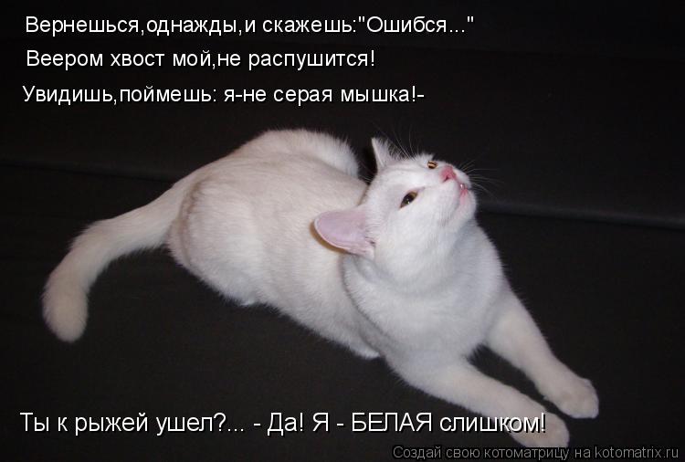 Вернешься,однажды,и скажешь:"Ошибся..." Веером хвост мой,не распушится! Увидишь,поймешь: я-не серая ... Котоматрица: Вернешься,однажды,и скажешь:"Ошибся..." Веером хвост мой,не распушится! Увидишь,поймешь: я-не серая мышка!- Ты к рыжей ушел?... - Да! Я - БЕЛАЯ сли