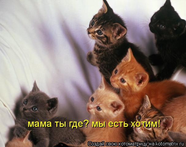 Котоматрица: мама ты где? мы есть хотим!