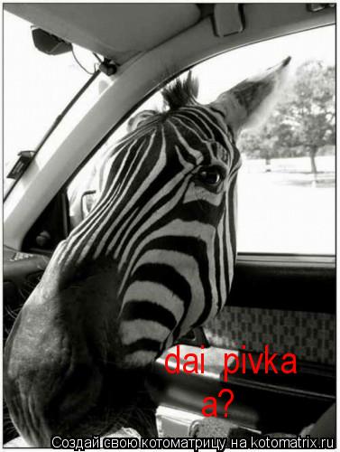 dai pivka a?... Котоматрица: dai pivka a?