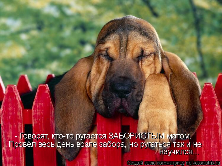 - Говорят, кто-то ругается ЗАБОРИСТЫМ матом. Провёл весь день возле забора, но ругаться так и не нау... Котоматрица: - Говорят, кто-то ругается ЗАБОРИСТЫМ матом. Провёл весь день возле забора, но ругаться так и не научился...
