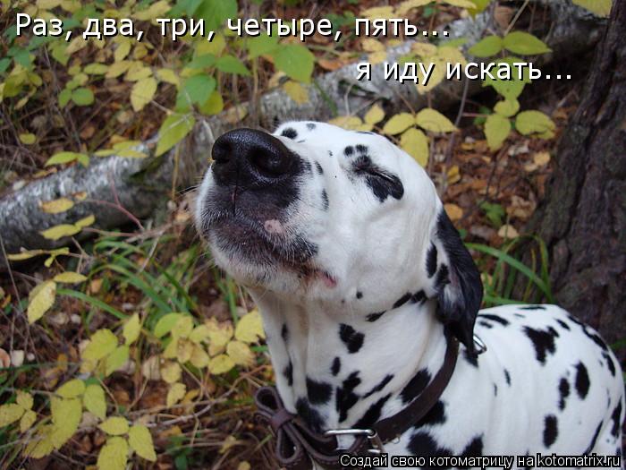 Раз, два, три, четыре, пять... я иду искать...... Котоматрица: Раз, два, три, четыре, пять... я иду искать...