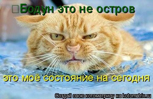 Котоматрица: Бодун это не остров   это моё состояние на сегодня