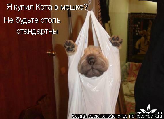Котоматрица: Не будьте столь  стандартны Я купил Кота в мешке?