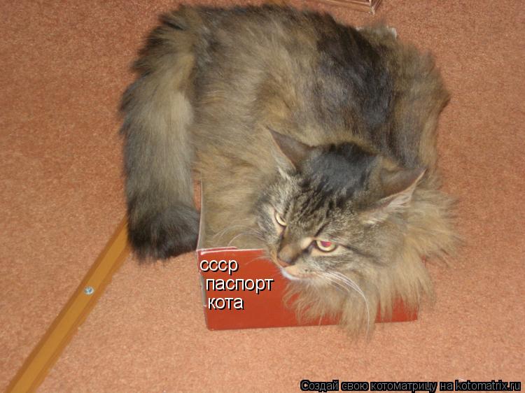Котоматрица: ссср паспорт кота