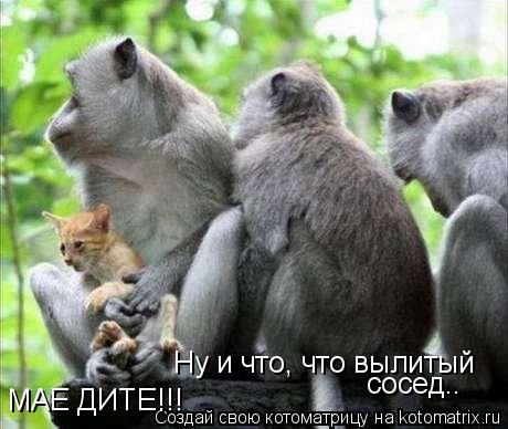 МАЕ ДИТЕ!!! Ну и что, что вылитый сосед..... Котоматрица: МАЕ ДИТЕ!!! Ну и что, что вылитый сосед..