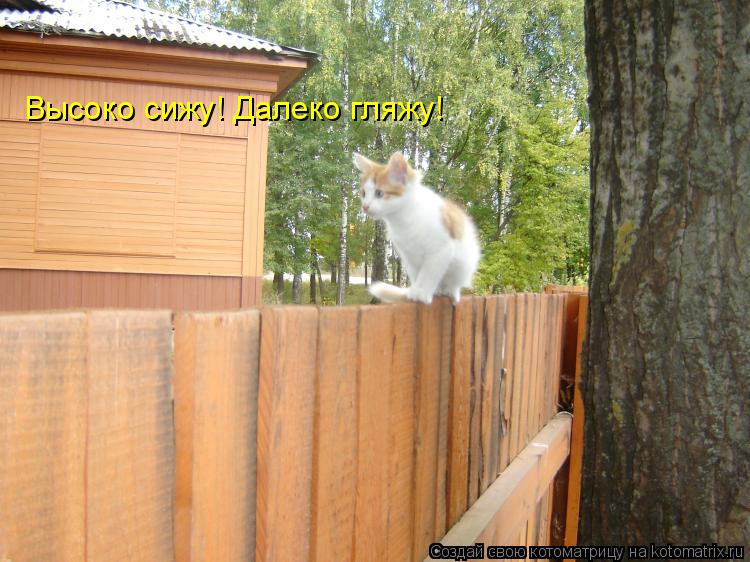 Высоко сижу! Далеко гляжу!... Котоматрица: Высоко сижу! Далеко гляжу!