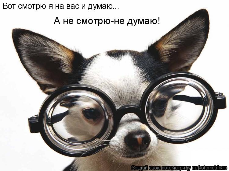 Вот смотрю я на вас и думаю... А не смотрю-не думаю!... Котоматрица: Вот смотрю я на вас и думаю... А не смотрю-не думаю!