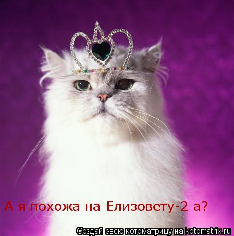 А я похожа на Елизовету-2 а?... Котоматрица: А я похожа на Елизовету-2 а?