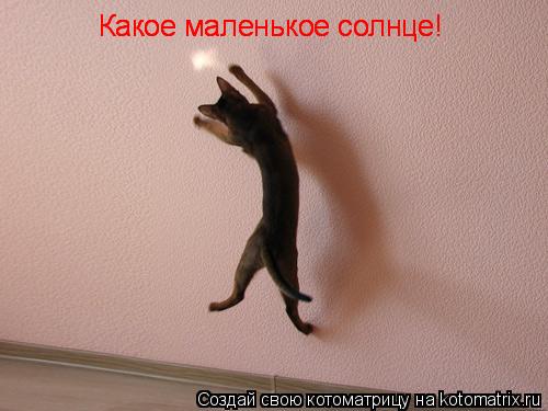 Котоматрица: Какое маленькое солнце! Какое маленькое солнце! Какое маленькое солнце!