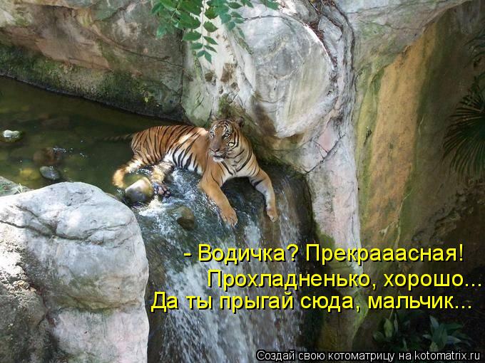 - Водичка? Прекрааасная! Прохладненько, хорошо... Да ты прыгай сюда, мальчик...... Котоматрица: - Водичка? Прекрааасная! Прохладненько, хорошо... Да ты прыгай сюда, мальчик...
