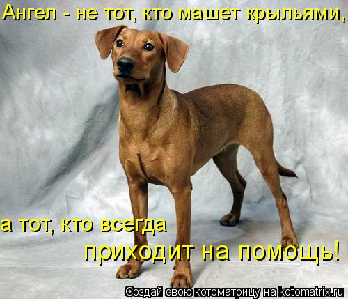 Ангел - не тот, кто машет крыльями, а тот, кто всегда приходит на помощь!... Котоматрица: Ангел - не тот, кто машет крыльями, а тот, кто всегда приходит на помощь!