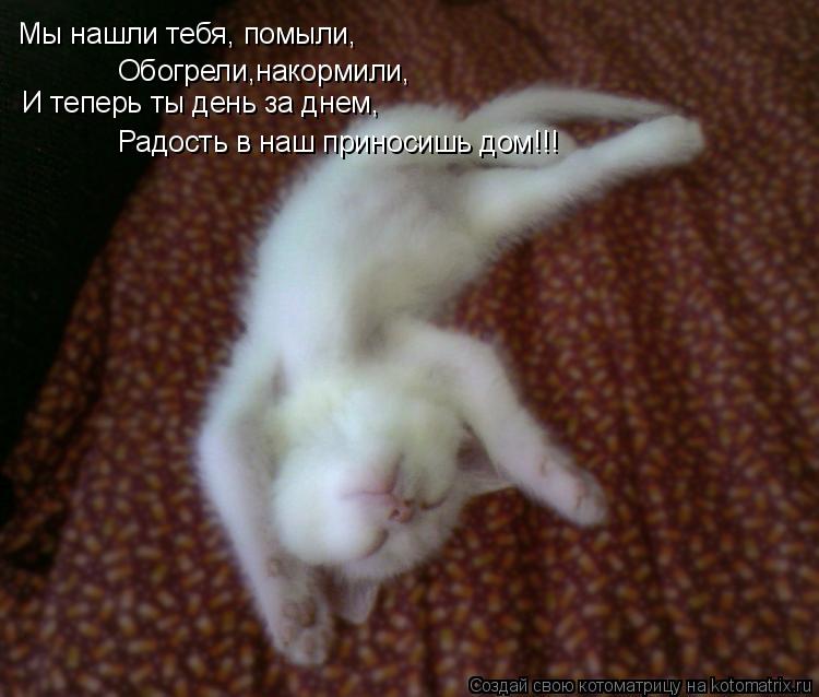 Котоматрица: Мы нашли тебя, помыли, Обогрели,накормили, И теперь ты день за днем, Радость в наш приносишь дом!!!