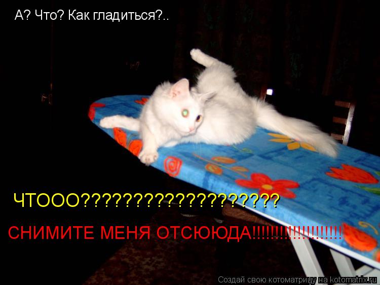 А? Что? Как гладиться?.. ЧТООО??????????????????? СНИМИТЕ МЕНЯ ОТСЮЮДА!!!!!!!!!!!!!!!!!!!!... Котоматрица: А? Что? Как гладиться?.. ЧТООО??????????????????? СНИМИТЕ МЕНЯ ОТСЮЮДА!!!!!!!!!!!!!!!!!!!!