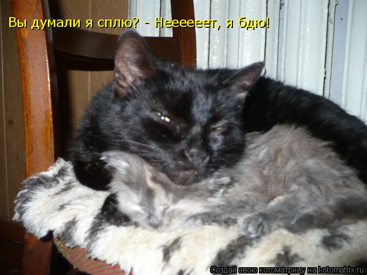 Вы думали я сплю? - Неееееет, я бдю!... Котоматрица: Вы думали я сплю? - Неееееет, я бдю!