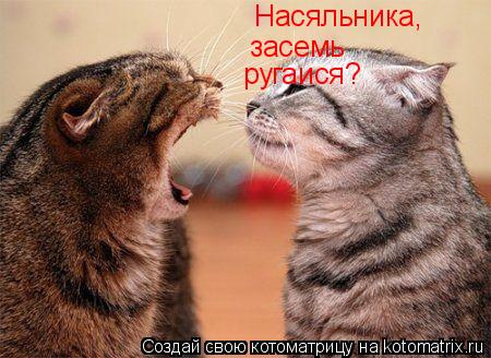 Насяльника, засемь ругаися?... Котоматрица: Насяльника, засемь ругаися?