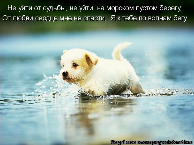..Не уйти от судьбы, не уйти на морском пустом берегу, От любви сердце мне не спасти, Я к тебе по... Котоматрица: ..Не уйти от судьбы, не уйти на морском пустом берегу, От любви сердце мне не спасти, Я к тебе по волнам бегу