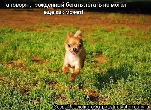 Котоматрица: а говорят,  рожденный бегать летать не может еще как может!