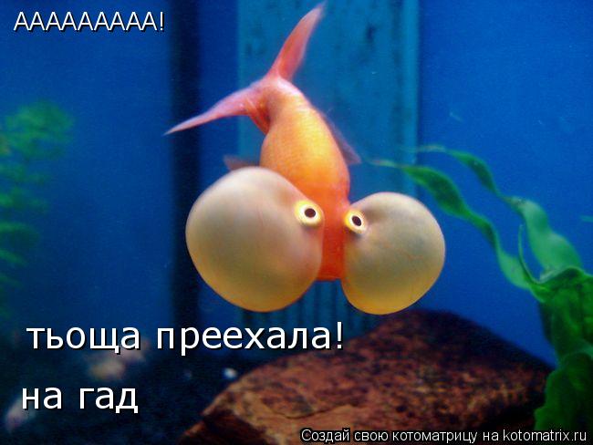 ААААААААА! тьоща преехала! на гад... Котоматрица: ААААААААА! тьоща преехала! на гад