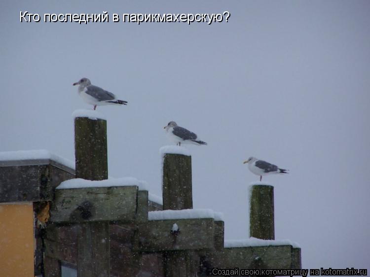 Котоматрица: Кто последний в парикмахерскую?