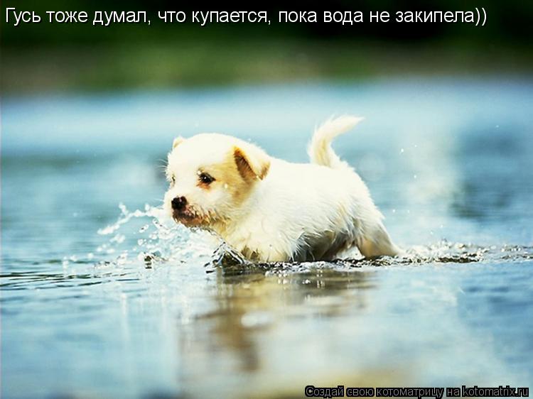 Гусь тоже думал, что купается, пока вода не закипела))... Котоматрица: Гусь тоже думал, что купается, пока вода не закипела))