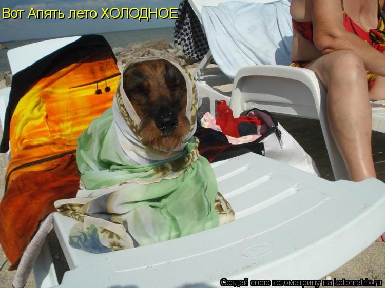 Котоматрица: Вот Апять лето ХОЛОДНОЕ