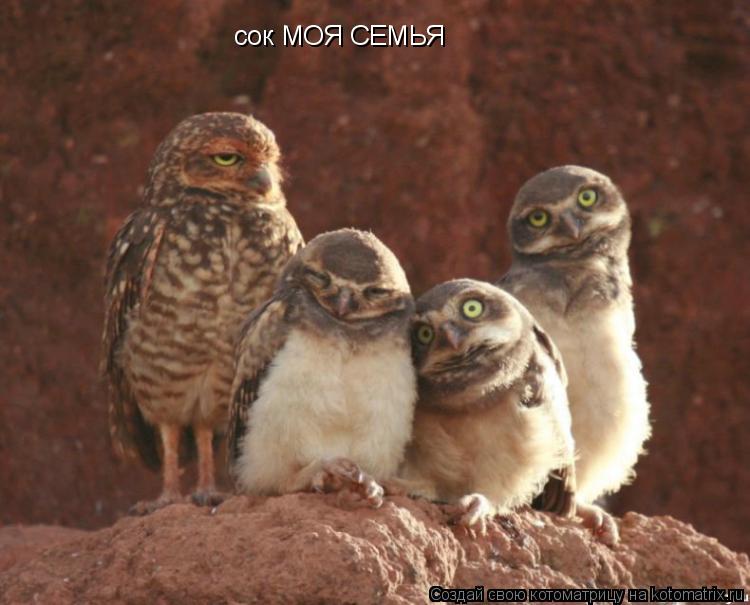 сок МОЯ СЕМЬЯ... Котоматрица: сок МОЯ СЕМЬЯ