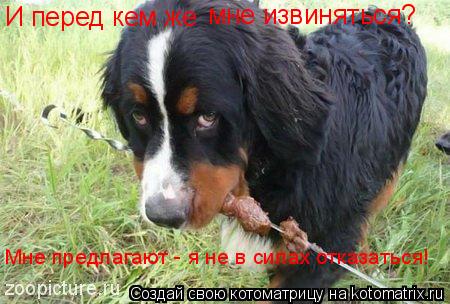 И перед кем же мне извиняться? Мне предлагают - я не в силах отказаться!... Котоматрица: И перед кем же мне извиняться? Мне предлагают - я не в силах отказаться!