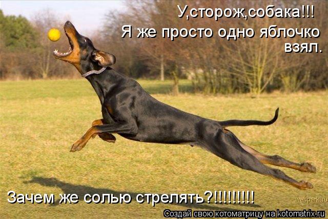 Котоматрица: У,сторож,собака!!! Я же просто одно яблочко  взял.  Зачем же солью стрелять?!!!!!!!!!