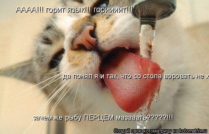 АААА!!! горит язык!!! гориииит!!! да понял я и так, что со стола воровать не хорошо... зачем же рыбу ... Котоматрица: АААА!!! горит язык!!! гориииит!!! да понял я и так, что со стола воровать не хорошо... зачем же рыбу ПЕРЦЕМ мазааать?????!!!