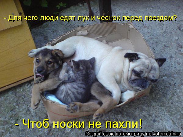 - Для чего люди едят лук и чеснок перед поездом? - Чтоб носки не пахли!... Котоматрица: - Для чего люди едят лук и чеснок перед поездом? - Чтоб носки не пахли!