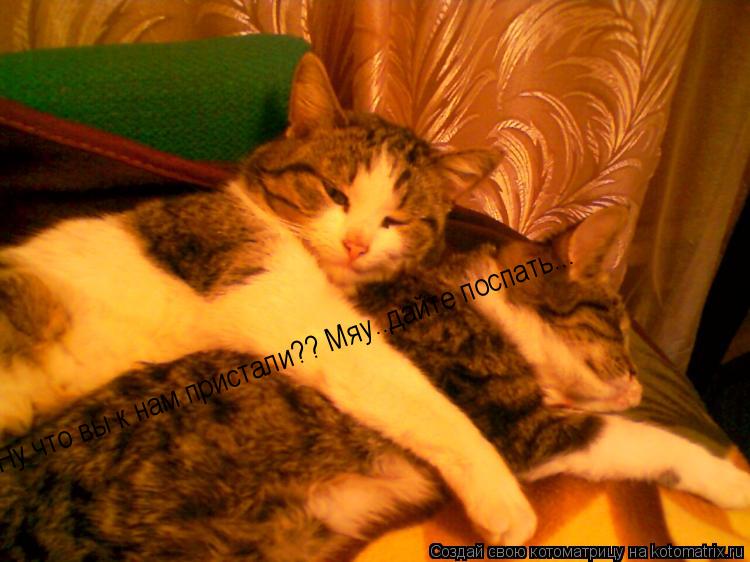 Котоматрица: Ну что вы к нам пристали?? Мяу..дайте поспать...