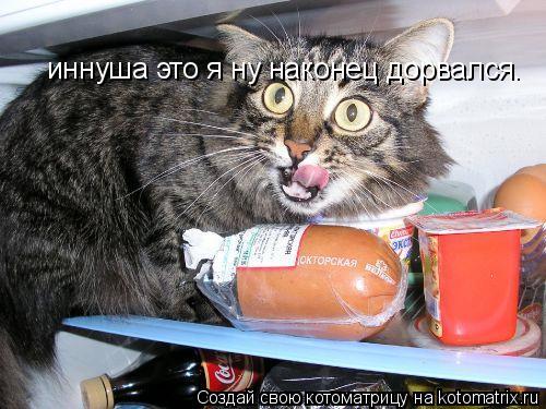 Котоматрица: иннуша это я ну наконец дорвался.