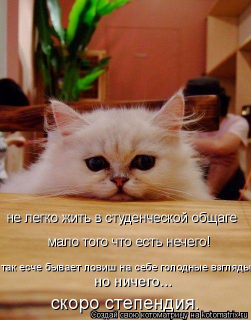 Котоматрица: не легко жить в студенческой общаге мало того что есть нечего! так есче бывает ловиш на себе голодные взгляды но ничего... скоро степендия.