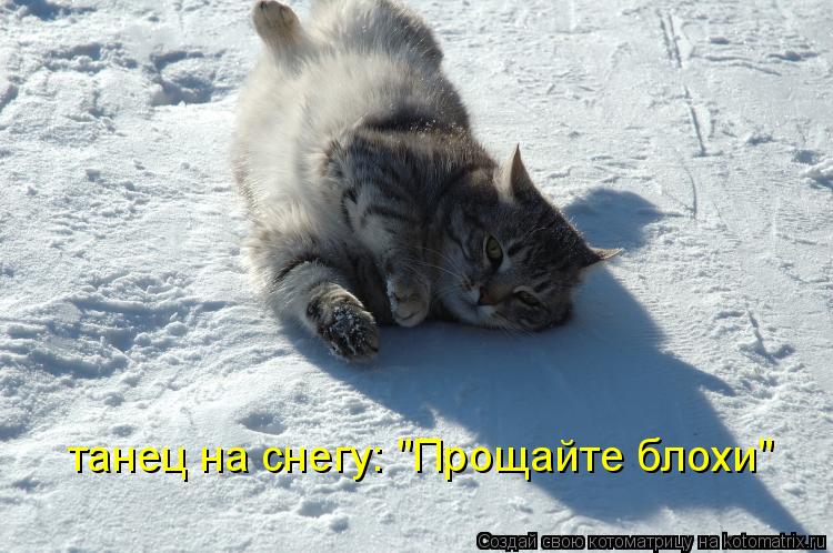 Котоматрица: танец на снегу: "Прощайте блохи"