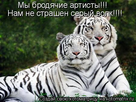 Мы бродячие артисты!!! Нам не страшен серый волк!!!!... Котоматрица: Мы бродячие артисты!!! Нам не страшен серый волк!!!!