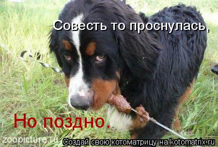 Совесть то проснулась, Но поздно.... Котоматрица: Совесть то проснулась, Но поздно.