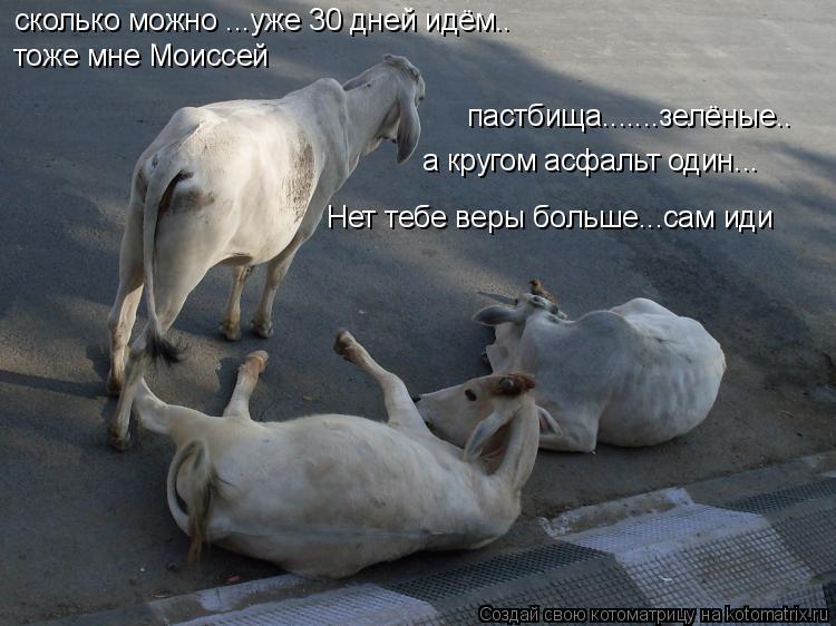 сколько можно ...уже 30 дней идём.. тоже мне Моиссей пастбища.......зелёные.. а кругом асфальт один..... Котоматрица: сколько можно ...уже 30 дней идём.. тоже мне Моиссей пастбища.......зелёные.. а кругом асфальт один... Нет тебе веры больше...сам иди
