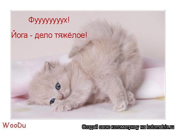 Фуууууууух! Йога - дело тяжёлое!... Котоматрица: Фуууууууух! Йога - дело тяжёлое!