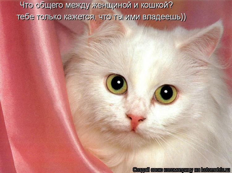 Что общего между женщиной и кошкой? тебе только кажется, что ты ими владеешь))... Котоматрица: Что общего между женщиной и кошкой? тебе только кажется, что ты ими владеешь))